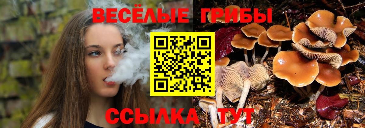 закладка  Бирск  Галлюциногенные грибы Psilocybine cubensis 